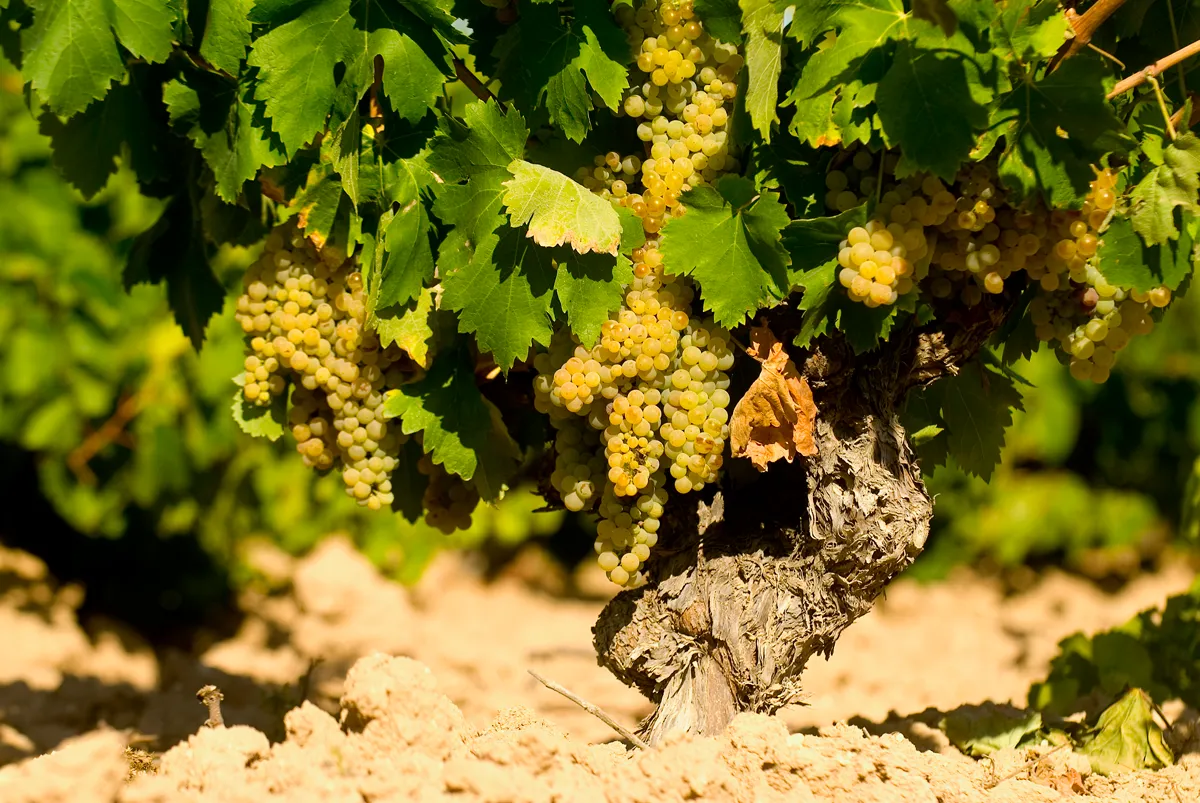 tl_files/catalogo/immagini_vitis_vinifera/vitigno_chardonnay.jpg