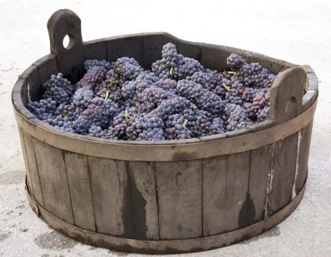 tl_files/catalogo/immagini_vitis_vinifera/vitigno_groppello.jpg